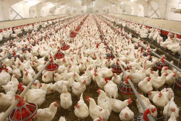کشف سویه نو آنفلوآنزای فوق خطرناک در یک مرغداری فرانسوی