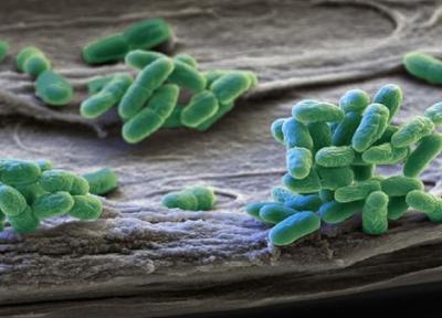 کشف راز چگونگی حرکت باکتری ها